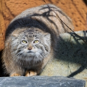 POUŠTNÍ KOČKA MANUL